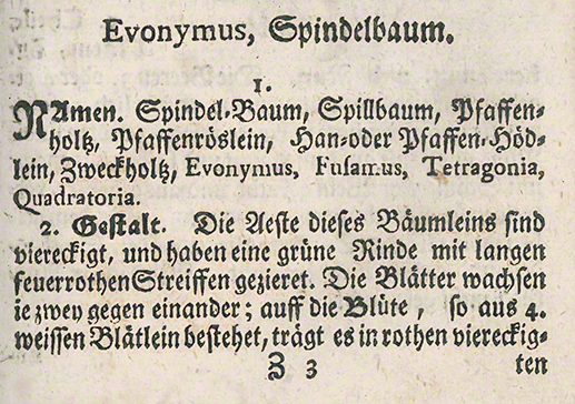 Pfarrerkäppchen